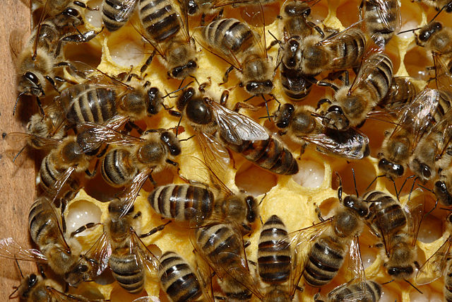 Kärntner Bienen mit Königin auf einer Brutwabe